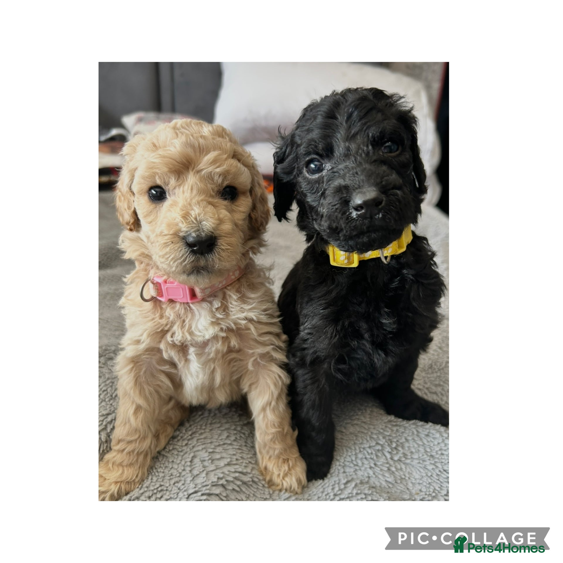 Labradoodle dogs  f1bb standard labradoodles - silver & apricots - Advert 2