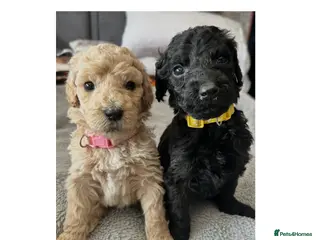Labradoodle dogs f1bb standard labradoodles - silver & apricots - Advert 2