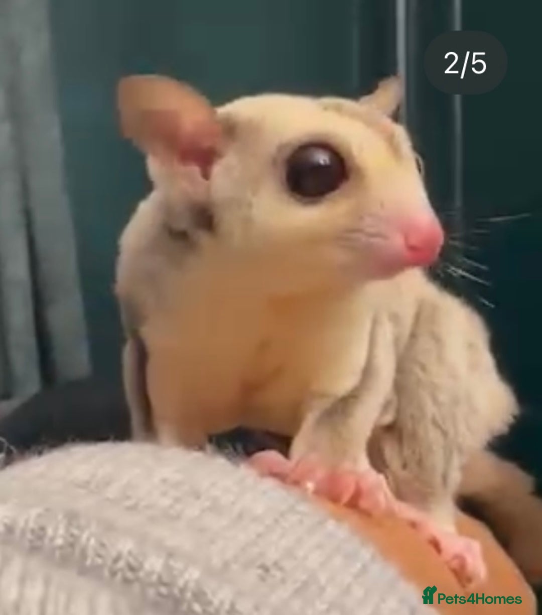 Sugar Glider rodents for sale: Stunning platinum sugar gliders - Advert 1