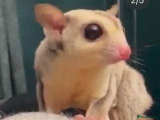 Sugar Glider rodents Stunning platinum sugar gliders - Advert 11