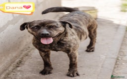 Mixed Breed dogs for adoption: 💖🐶 DANA 🐶💖 - Image 2