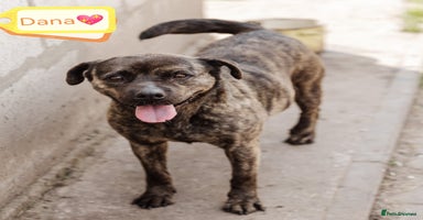 Mixed Breed dogs - Advert 1