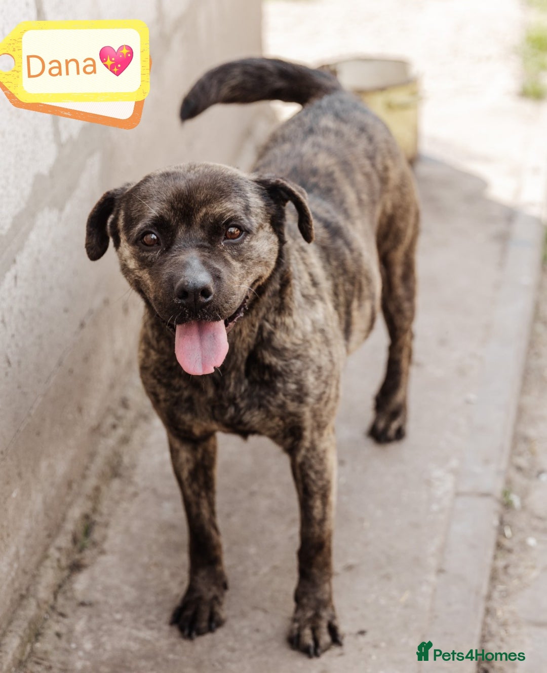 Mixed Breed dogs for adoption: 💖🐶 DANA 🐶💖 - Image 2