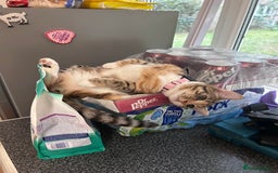Domestic Shorthair cats for sale: Tabico Kitten - Image 6
