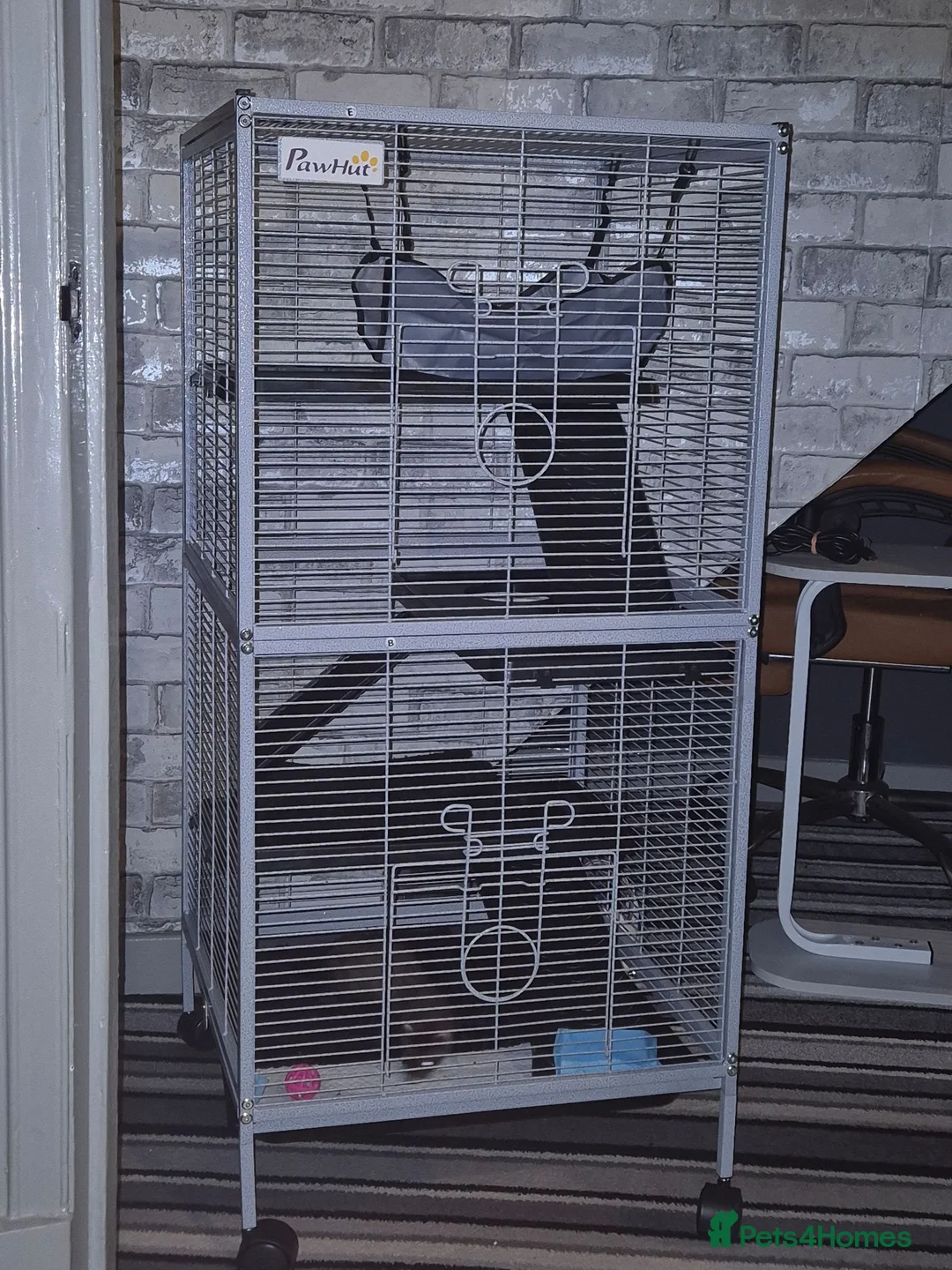 Ferret rodents for sale: mix polecat - Advert 2