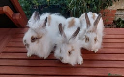 Mixed Breed rabbits for sale: Very pretty soft fluffy bunnies - Image 10