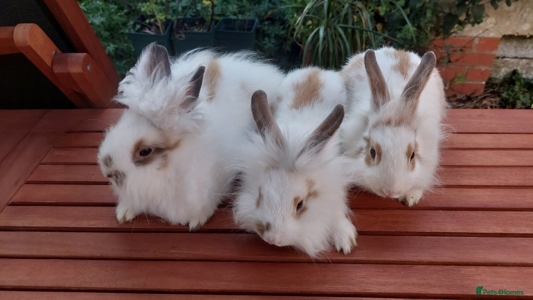 Mixed Breed rabbits for sale: Very pretty soft fluffy bunnies - Image 10