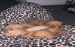 Toy Poodle dogs for sale: Toy poodle puppies for sale  - Image 2