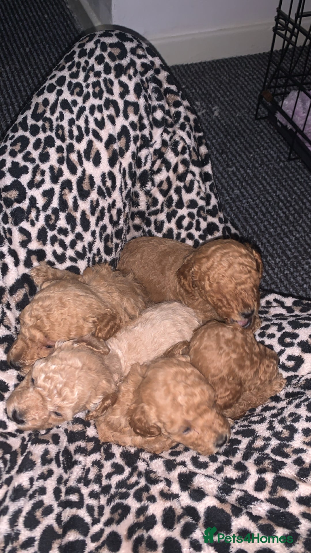 Toy Poodle dogs for sale: Toy poodle puppies for sale  - Image 2