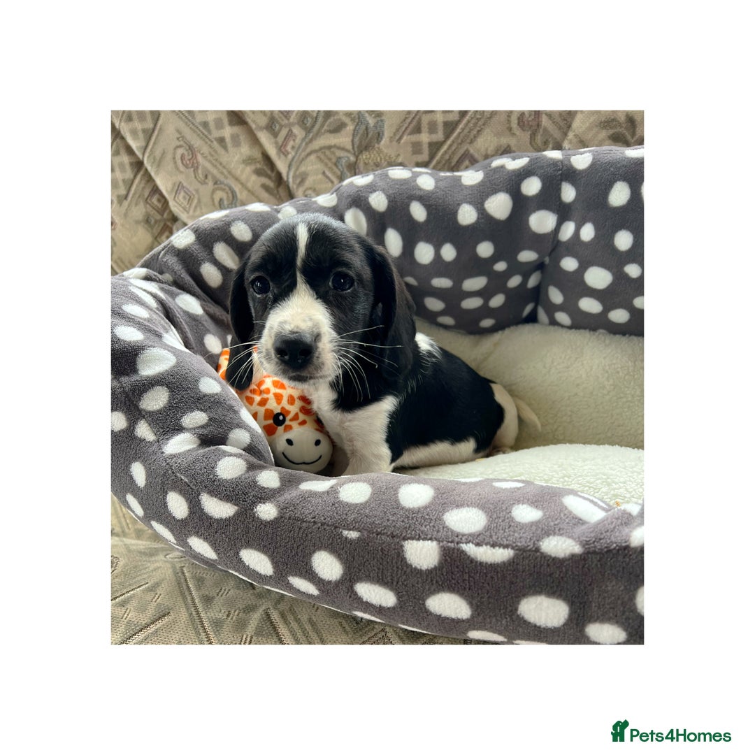 Cocker Spaniel dogs for sale: Beautiful Cocker Spaniel Puppies ❤️ - Image 8