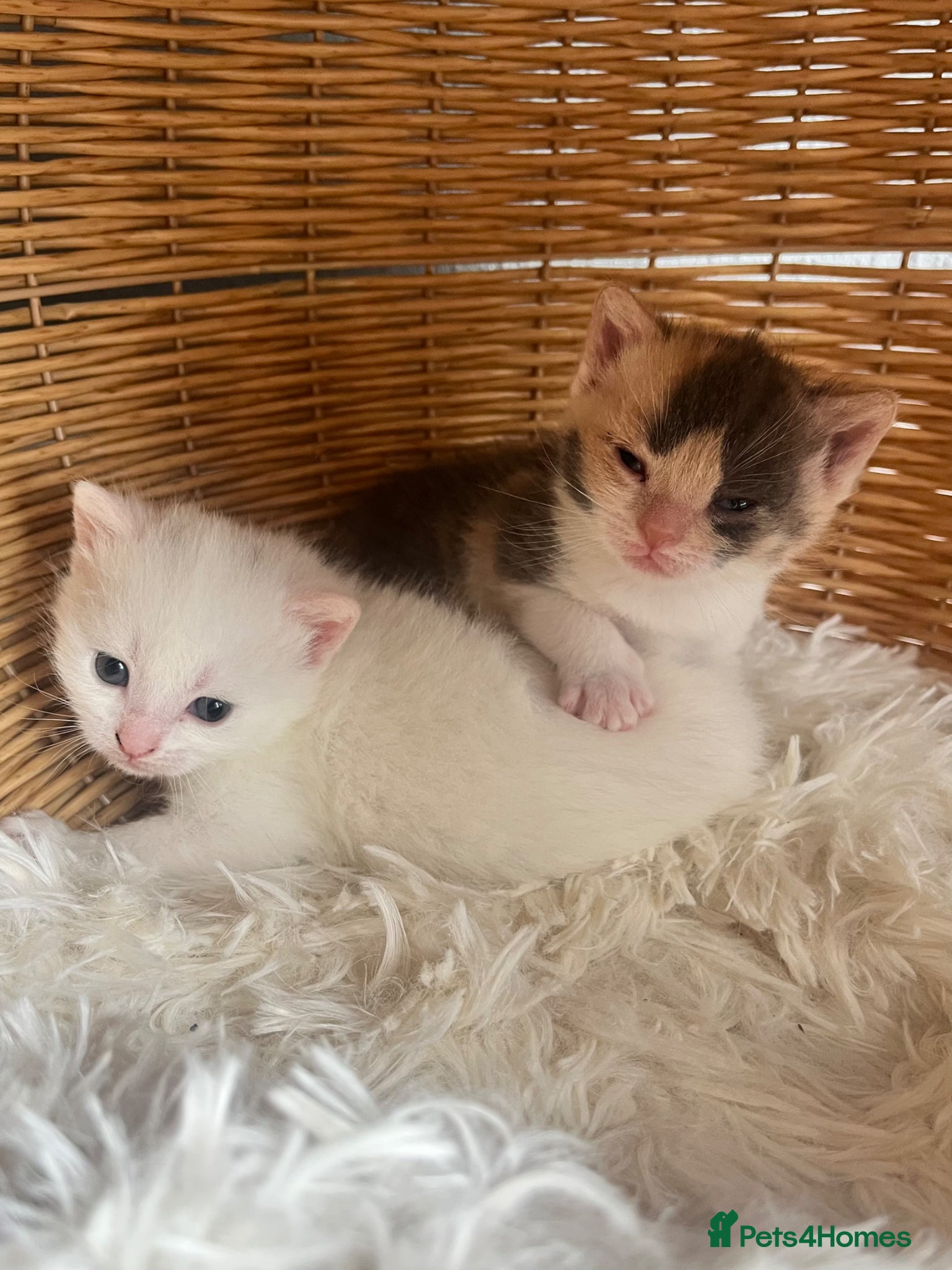 Turkish Angora cats Beautiful fluffy kittens  - Advert 5