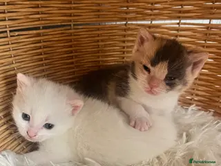 Turkish Angora cats Beautiful fluffy kittens - Advert 5