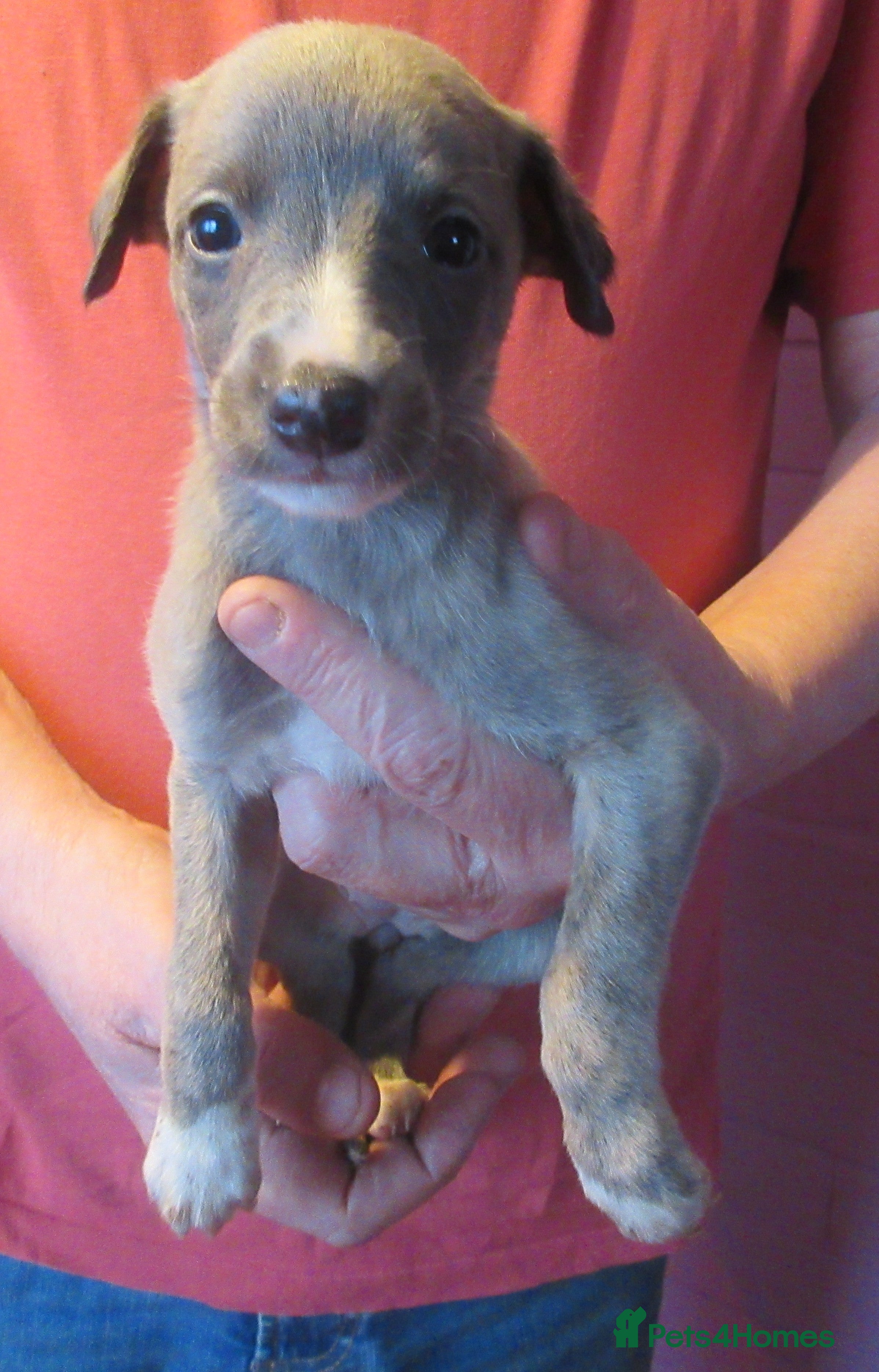 Whippet dogs KC DNA health tested, show quality Whippets - Advert 5