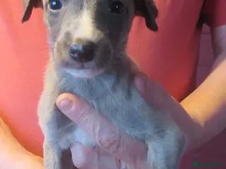 Whippet dogs KC DNA health tested, show quality Whippets - Advert 5