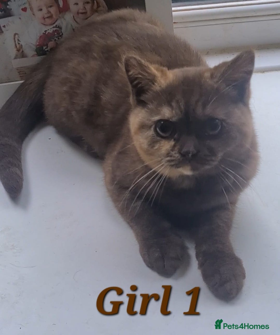 British Shorthair cats for sale: Ready to leave*bsh babies - Image 8