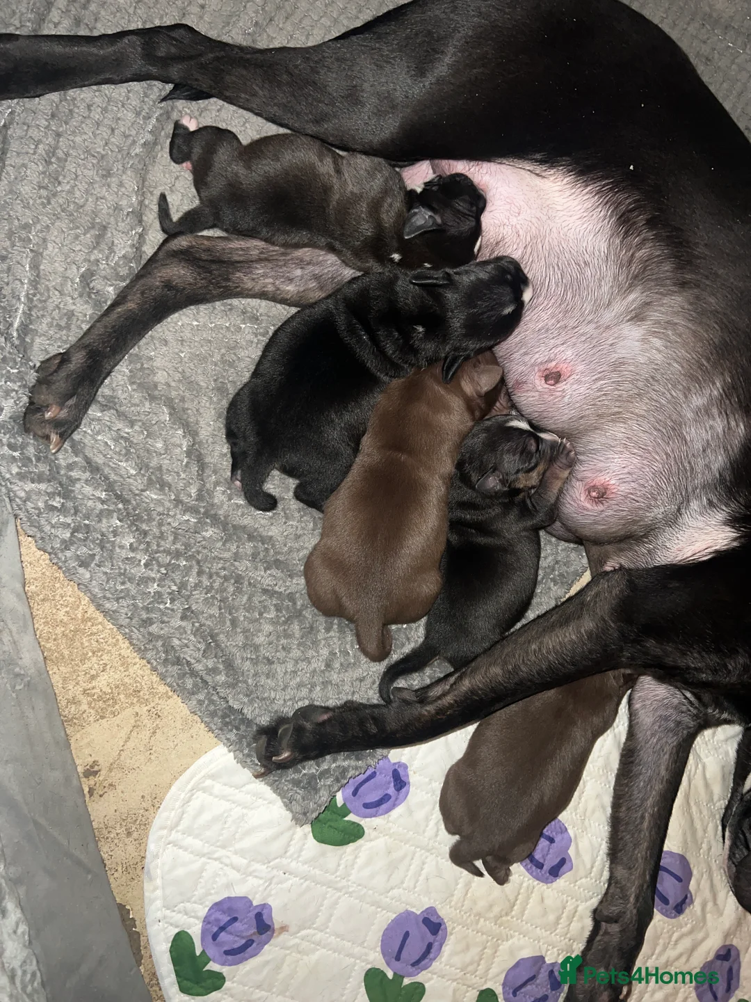 Staffordshire Bull Terrier dogs for sale: Staffordshire Cross Puppies – Ready 28 April - Advert 18
