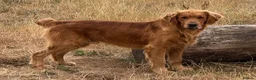 Golden Retriever dogs for sale: Ready for their new homes in Taunton - Advert 5