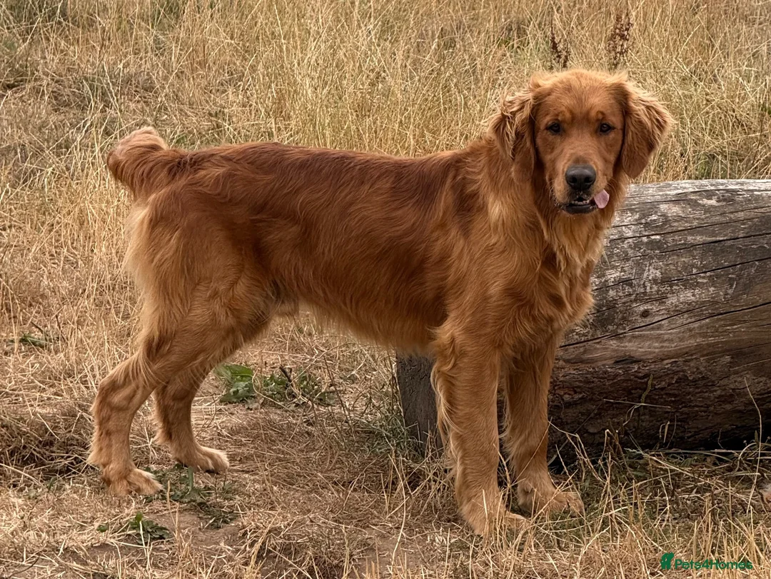 Golden Retriever dogs for sale: Ready for their new homes in Taunton - Advert 5