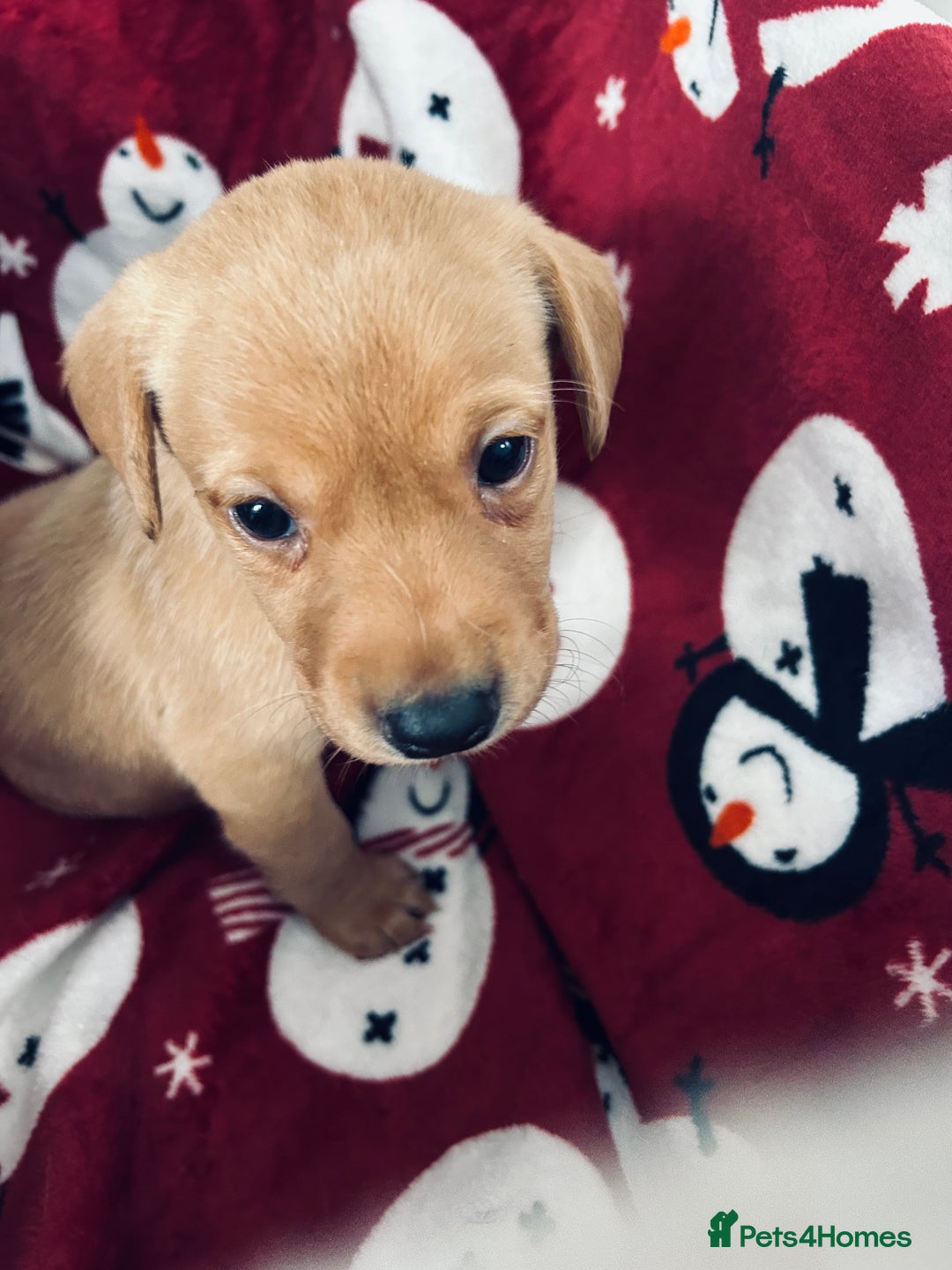 Labrador Retriever dogs for sale: Labrador puppies - Advert 7