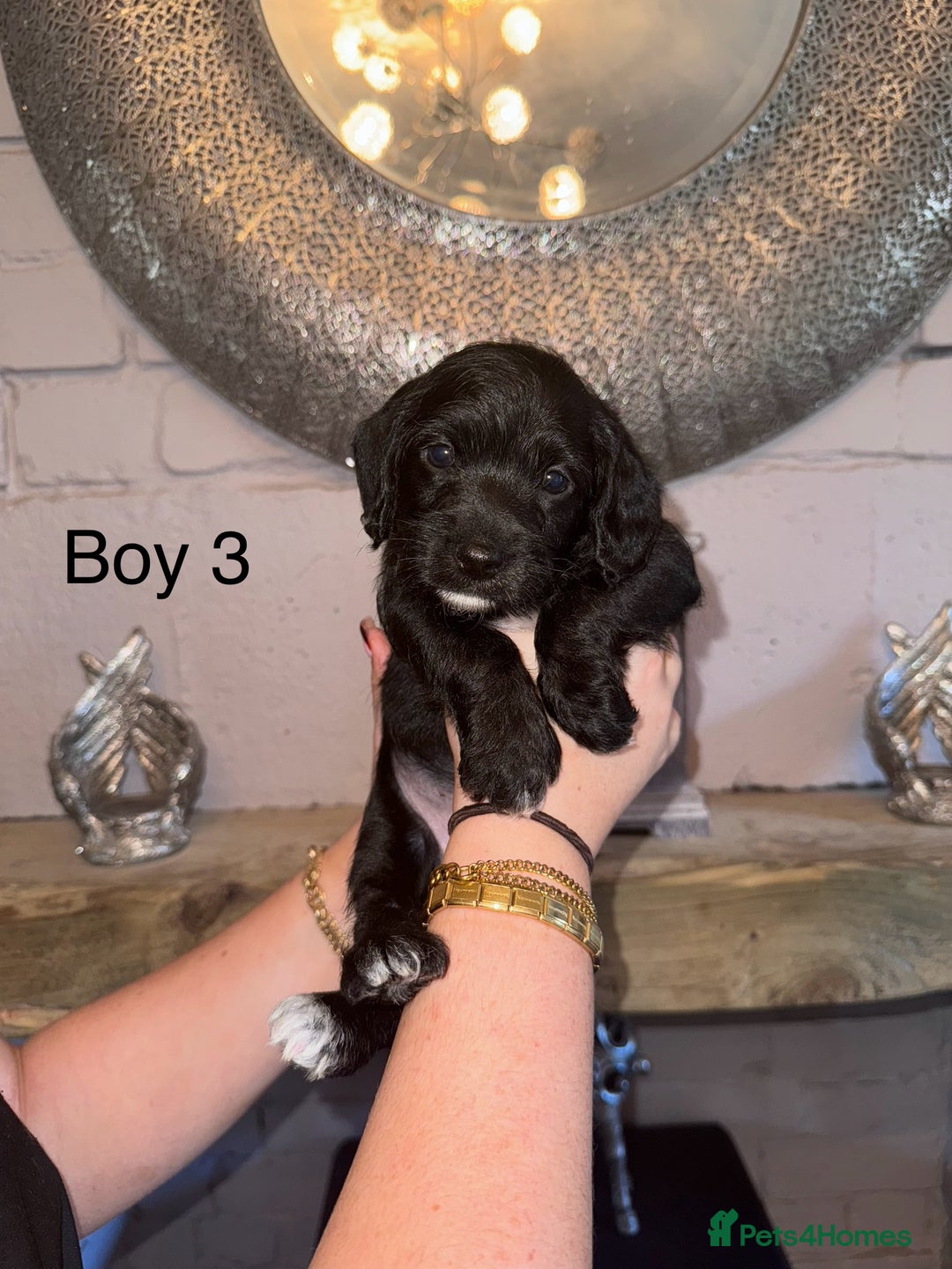 Mixed Breed dogs for sale: 🤎 Miniature Schnauzer X Cockapoo 🤎 - Image 23