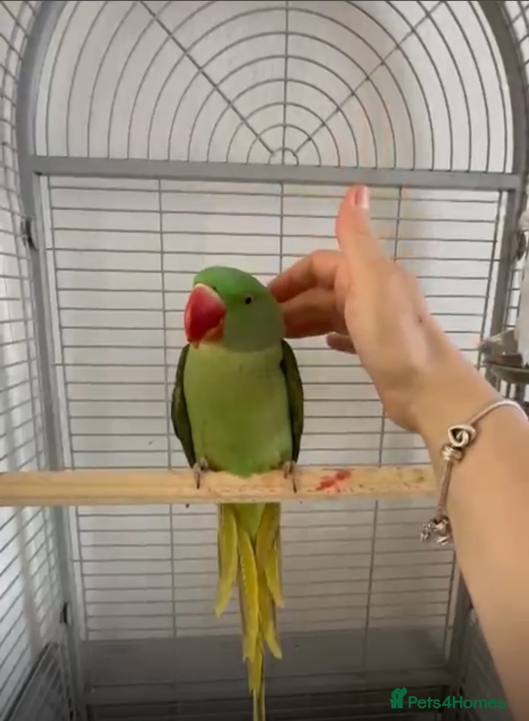 Parakeets birds for sale: Alexandrine parakeet in Wembley - Advert 2