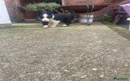 Border Collie dogs for sale: Border collie puppies  - Image 4