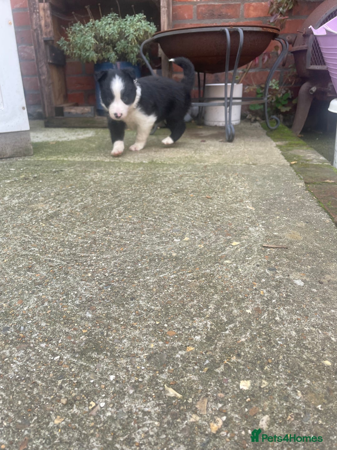 Border Collie dogs for sale: Border collie puppies  - Image 4