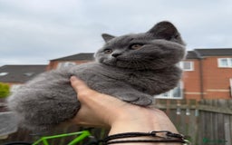 British Shorthair cats for sale: Beautiful Blue British Shorthair Kittens - Image 19