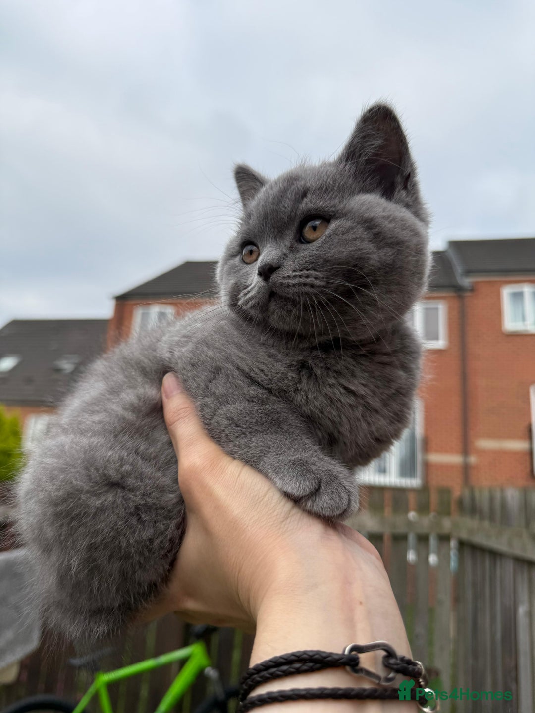 British Shorthair cats for sale: Beautiful Blue British Shorthair Kittens - Image 19