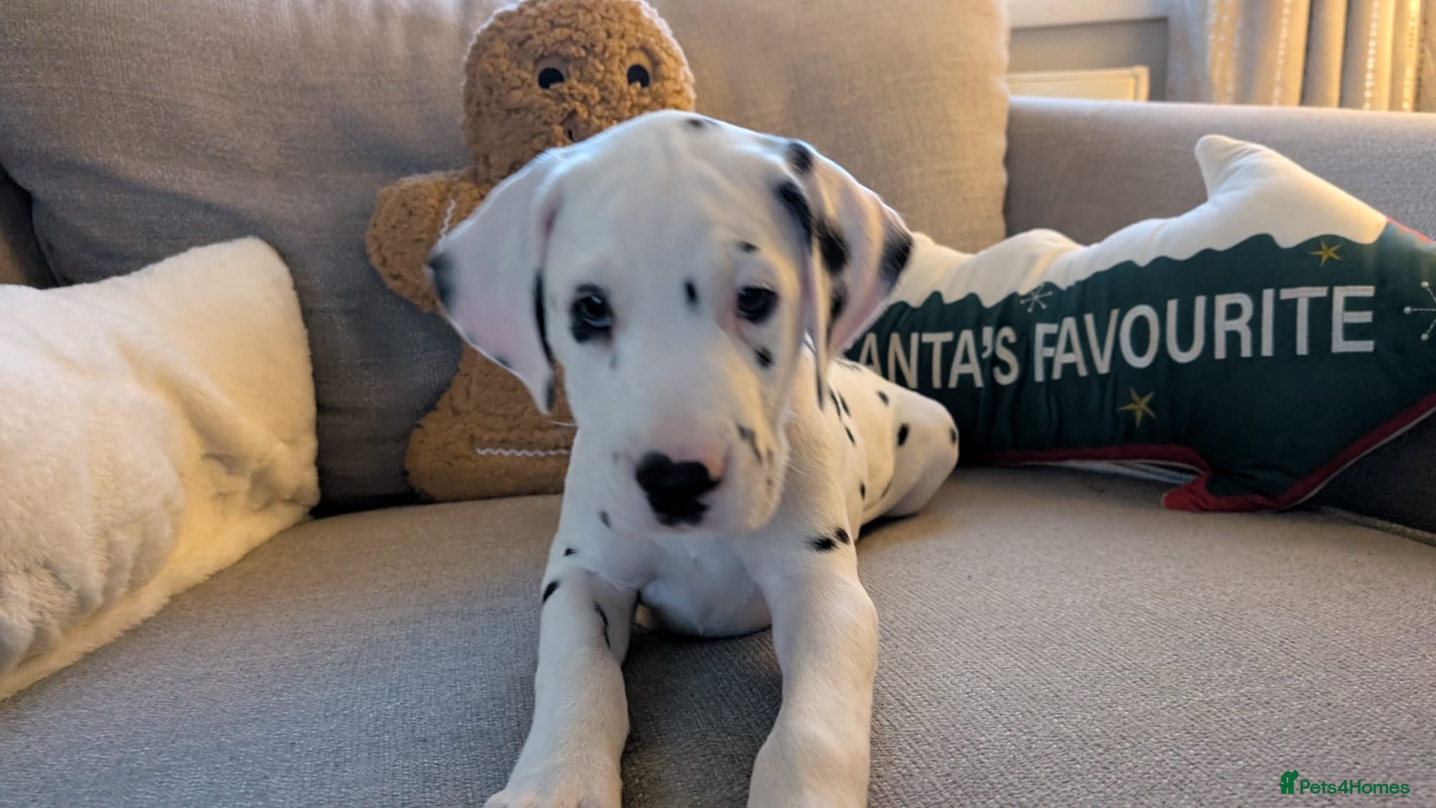 Dalmatian dogs Dalmatian puppies KC reg *1 x girl & 1 x boy left* - Advert 1