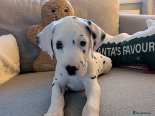 Dalmatian dogs Dalmatian puppies KC reg *1 x girl & 1 x boy left* - Advert 1