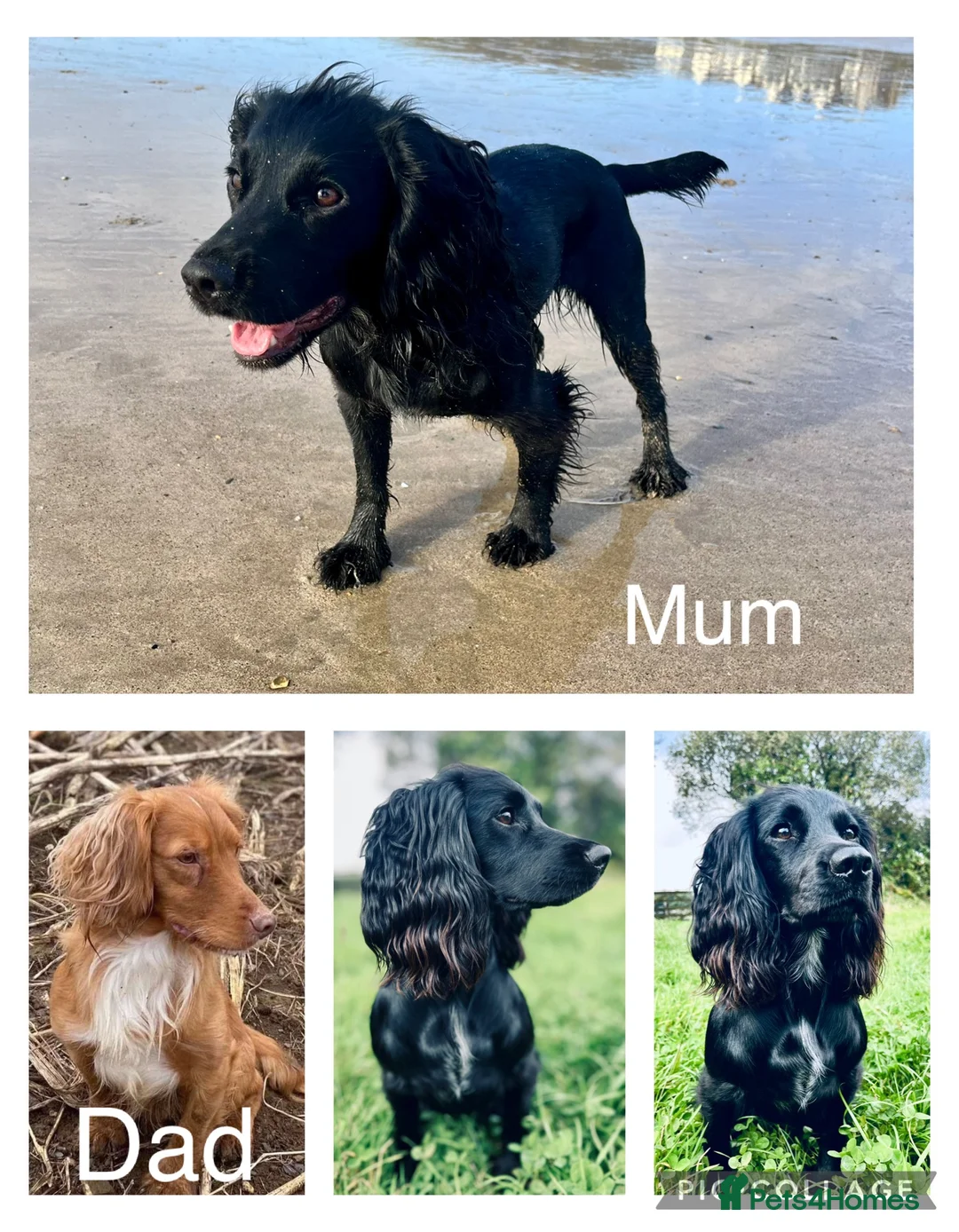 Cocker Spaniel dogs for sale: Working cocker spaniels - Advert 4