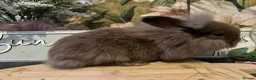 Mini Lion Lop rabbits for sale: Mini lion lop and lion head babies  - Advert 9