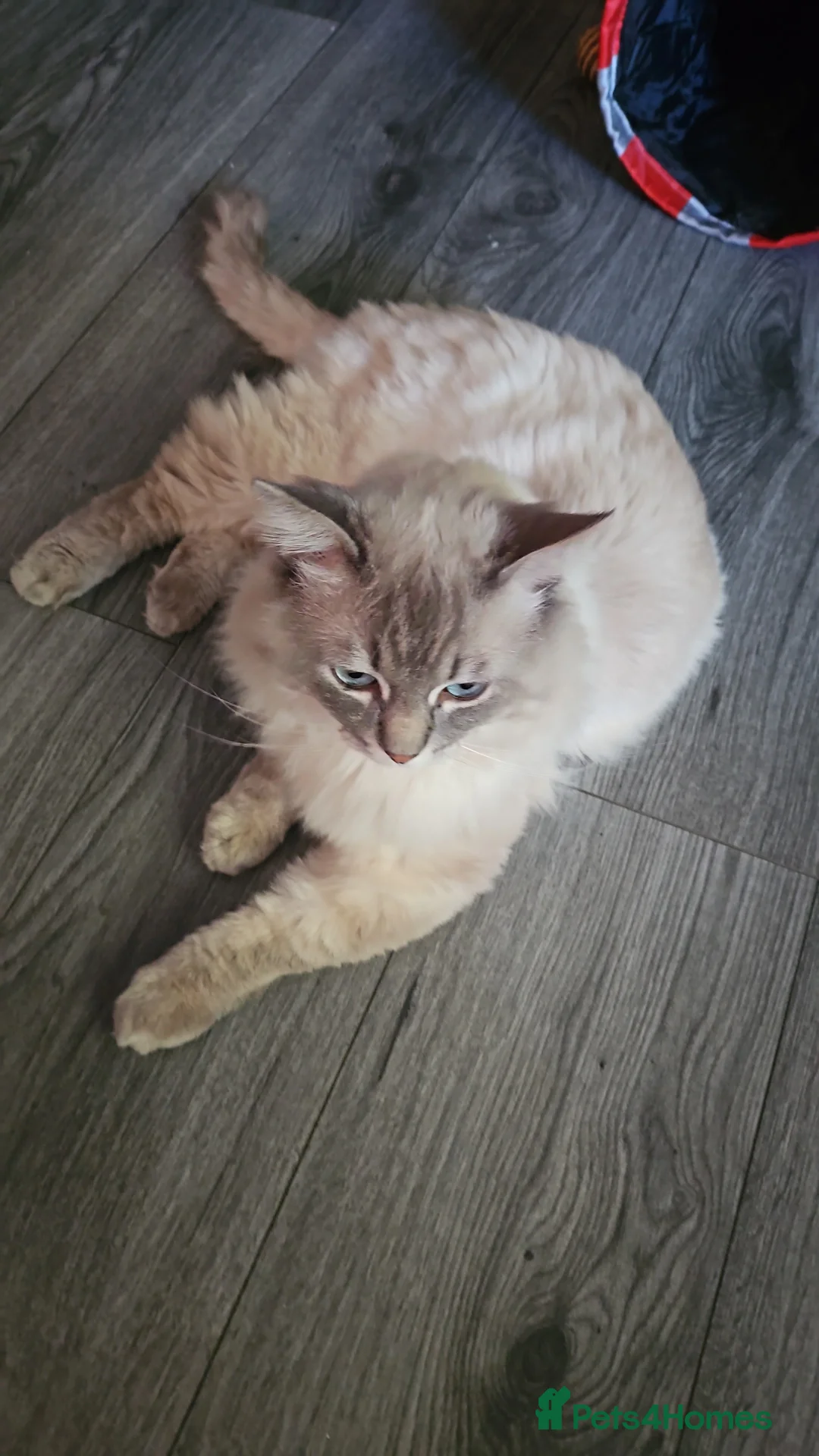 Ragdoll cats for stud: 100% proven boy for stud in Wakefield - Advert 26