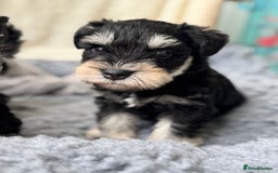 Miniature Schnauzer dogs for sale: Superb mini schnauzer, extensively health tested - Image 10