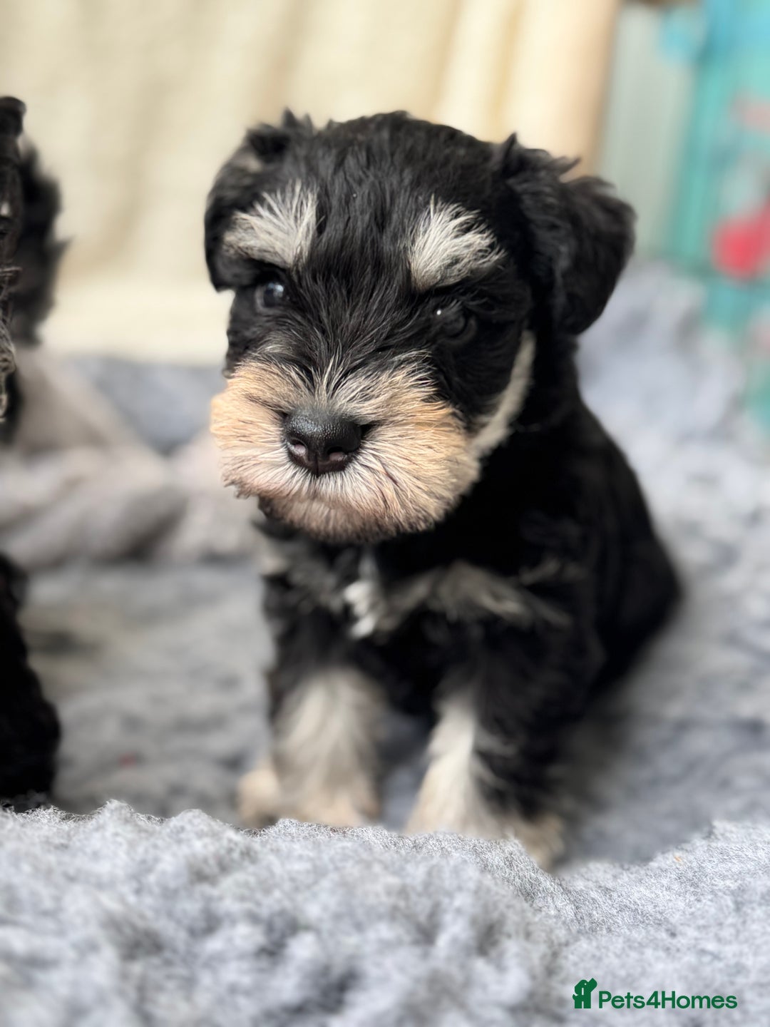 Miniature Schnauzer dogs for sale: Superb mini schnauzer, extensively health tested - Image 10