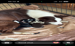 Border Collie dogs for sale: Beautiful Border Collie Puppies - Image 15