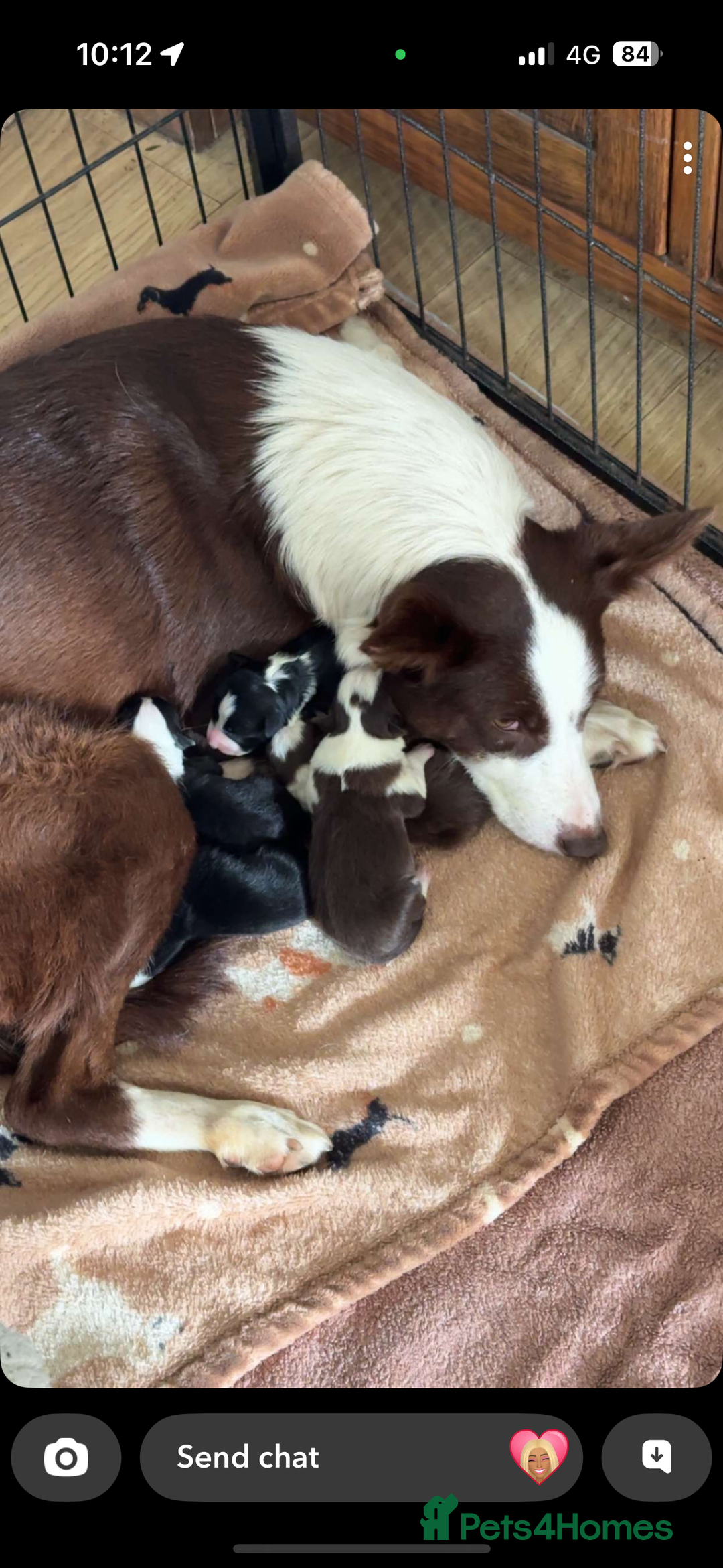 Border Collie dogs for sale: Beautiful Border Collie Puppies - Image 15
