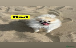 Chihuahua dogs for sale: READY NOW chihuahua x Pom puppies  - Image 8