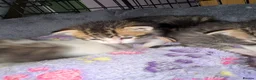 Mixed Breed cats for sale: Tabby kittens - Advert 3