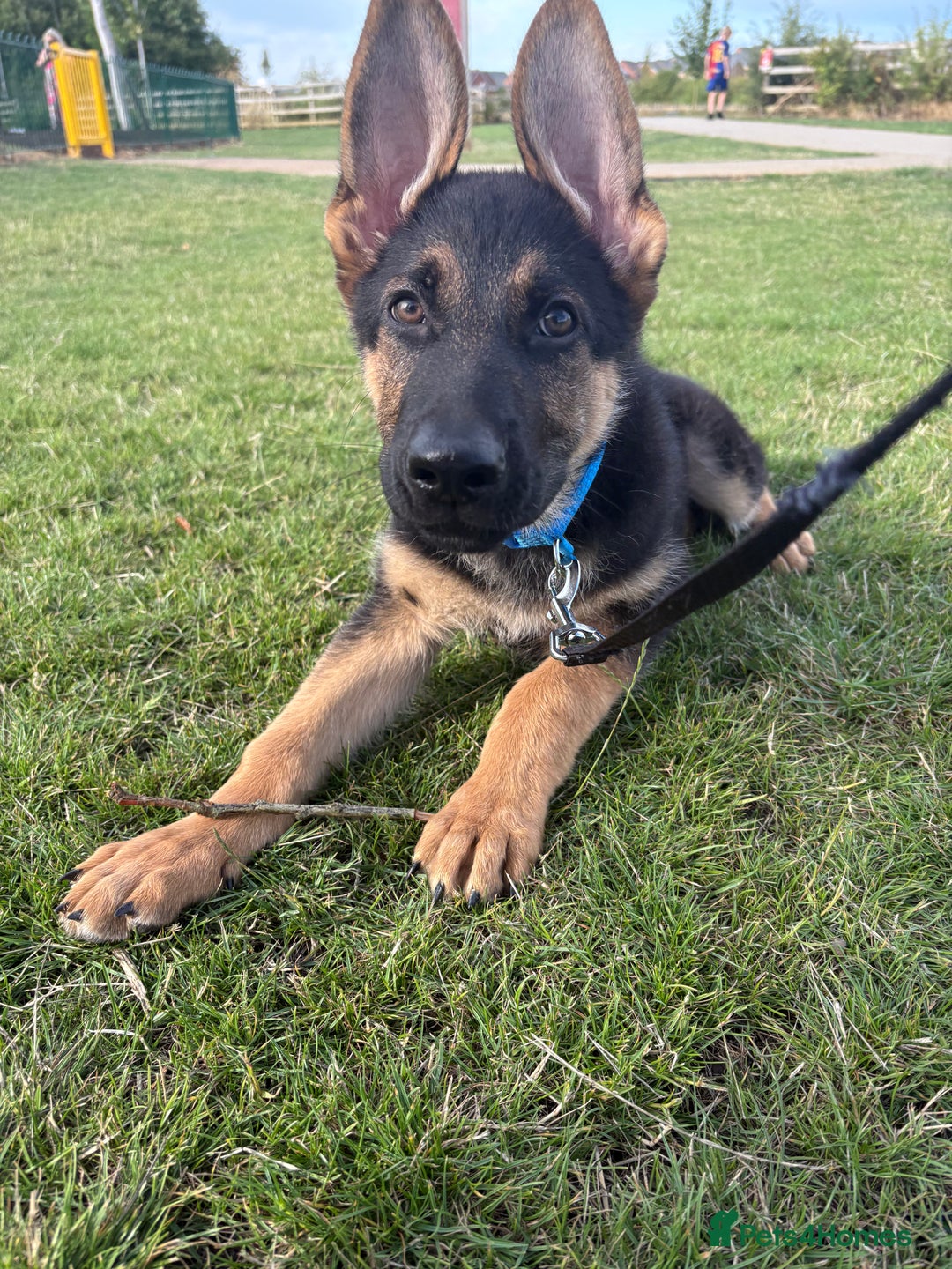 German Shepherd dogs for sale: Beautiful Black and Tan boy Bear  - Image 4