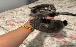 American Curl cats for sale: American curl kittens  - Image 6