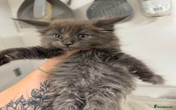 Maine Coon cats for sale: LAST GIRL AVAILABLE Blue Smoke TICA Maine Coons - Image 2