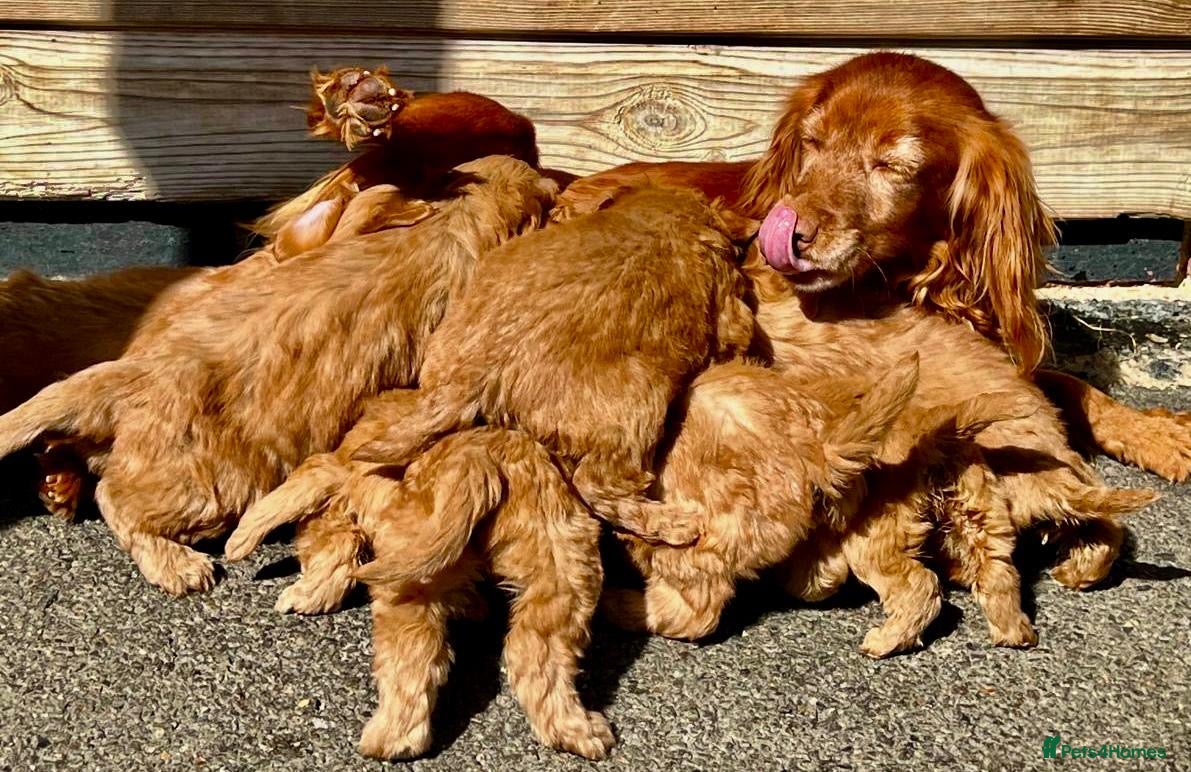 Cockapoo dogs Gorgeous F1 Cockapoo puppies - Advert 2