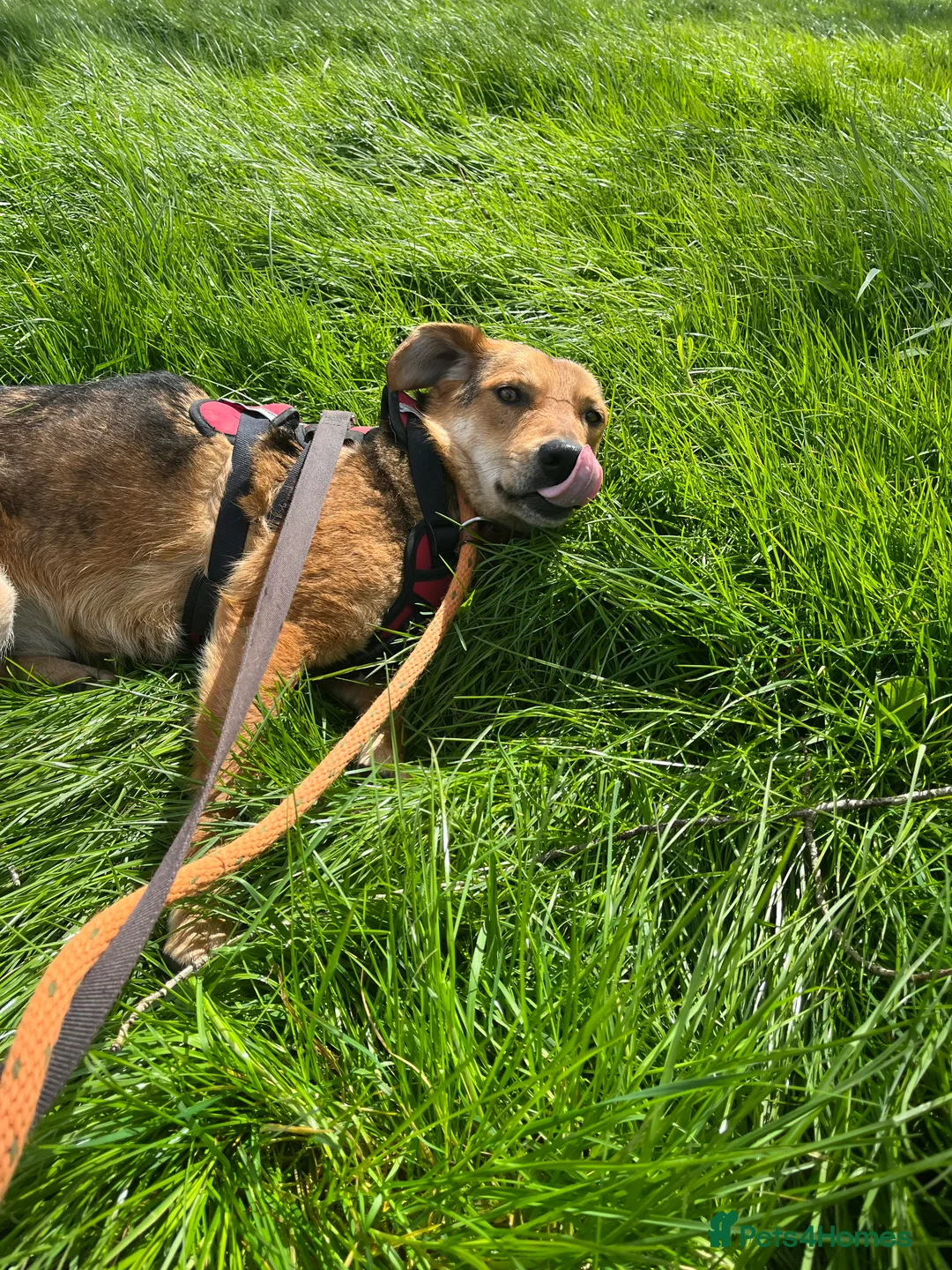 Mixed Breed dogs for adoption: Meet Shiloh, currently residing in Cheshire  in Nantwich - Advert 3