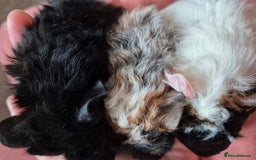 Guinea Pig rodents for sale: Baby Guinea pigs - Image 3