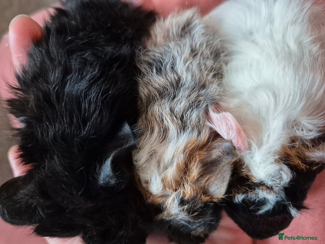 Guinea Pig rodents for sale: Baby Guinea pigs - Image 3