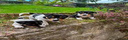 Mixed Breed dogs for sale: 3 Playful Border Collie x Jack Russell Pups  - Advert 1