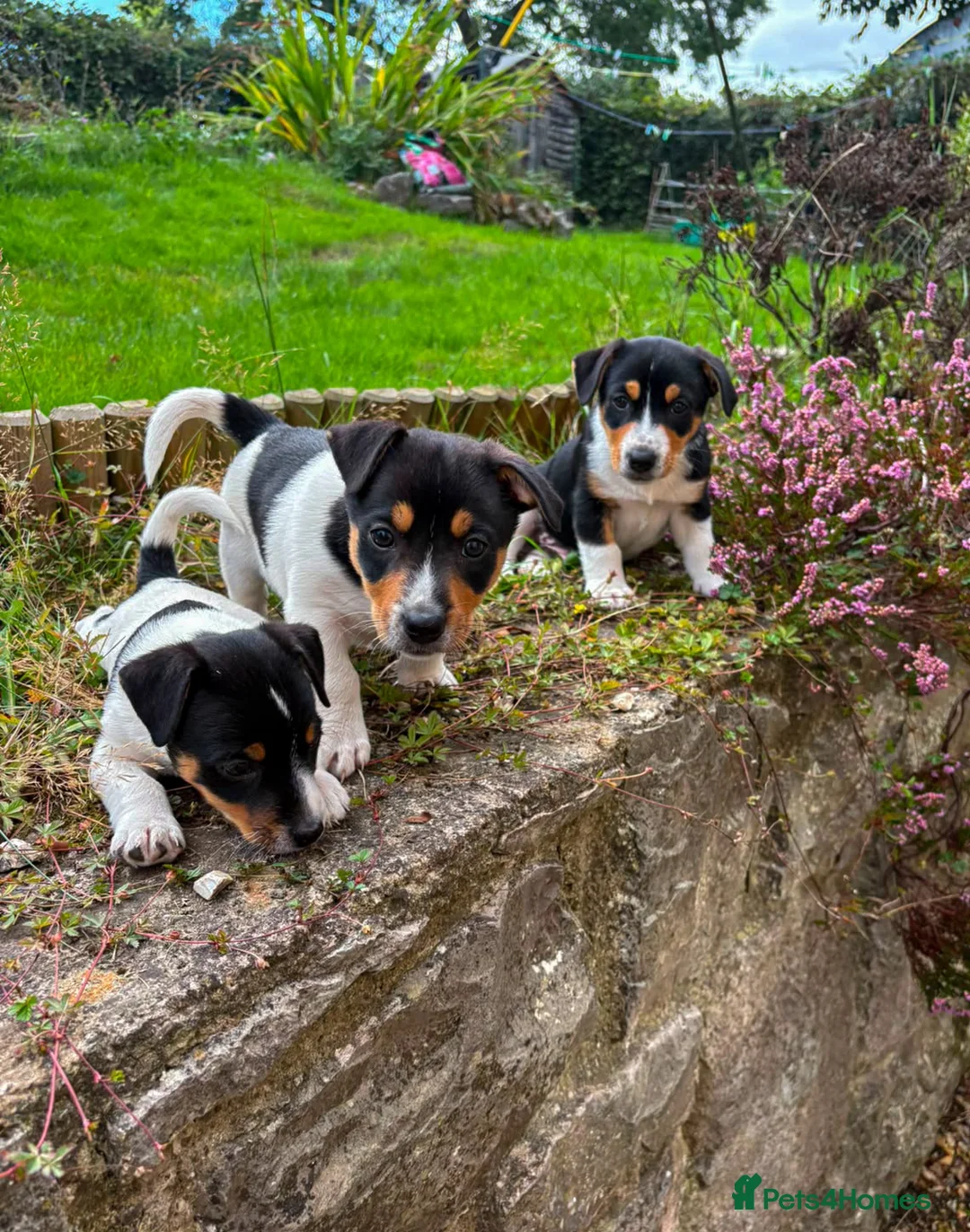 Mixed Breed dogs for sale: 3 Playful Border Collie x Jack Russell Pups  - Advert 1