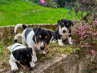 Mixed Breed dogs 3 Playful Border Collie x Jack Russell Pups - Advert 8